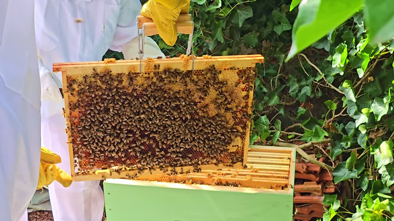 Beekeepers in protective suits lift wooden hive frame full of bees from green hive box, surrounded by foliage and flying insects