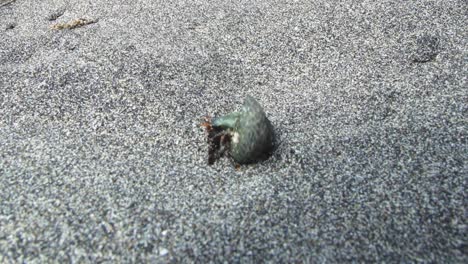 Small-lobster-is-struggling-with-his-shell-on-the-sandy-beach