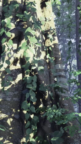 sunlight filters through greenery highlighting an ancient tree in a forest