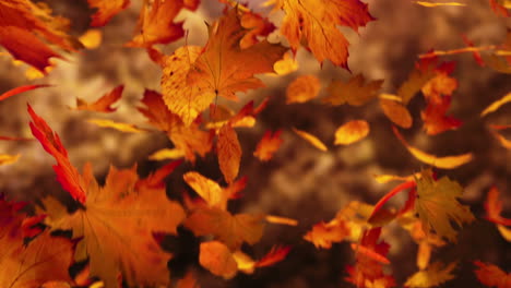 Colorful-footage-of-the-golden-autumn-parks-and-greenwoods.-Seasonal-view-of-leaves-falling-down-and-waving-on-wind-before-the-winter-comes.-Characteristical-for-September,-October-and-November.-HD