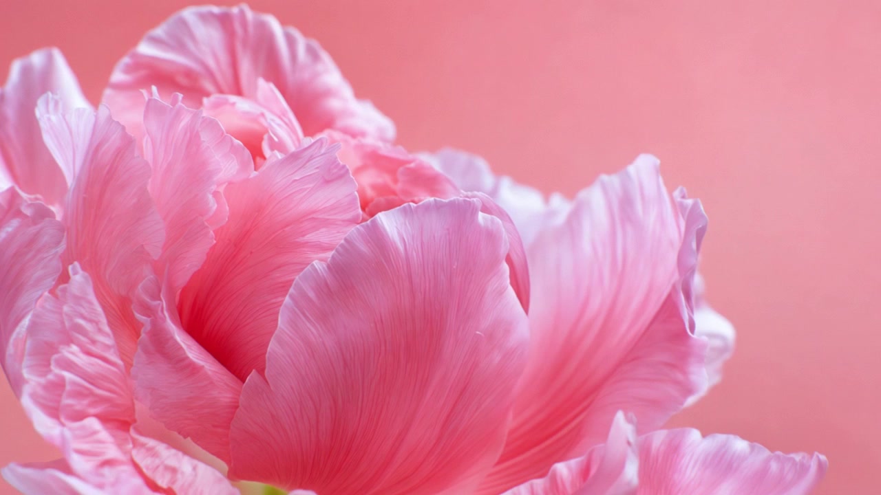 Primo piano di delicati petali di fiore di tulipano rosa