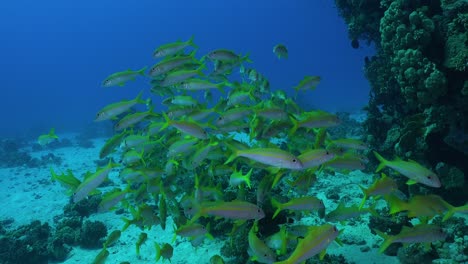 a group of yellowtail snappers swimming together in the red sea