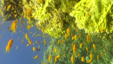 arrecife de coral del mar rojo de egipto que contiene una variedad de corales y vida marina