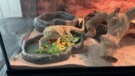 bearded dragon eating diced up mangoes in a salad tray