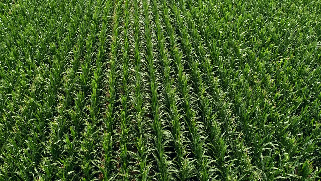A row of corn cultivation seen from above