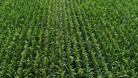 A-row-of-corn-cultivation-seen-from-above