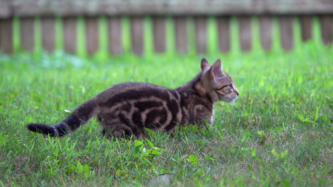 Tabby kitten with cloud markings plays and runs