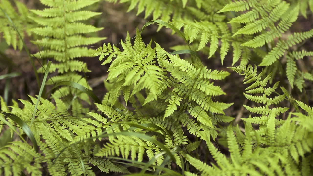 helecho en el bosque 2