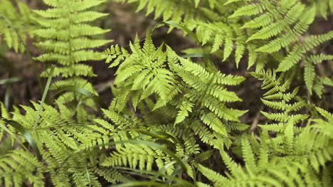 fern in woods 2