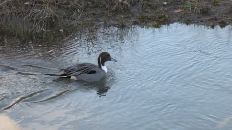 a single duck glides peacefully across water