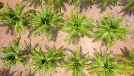 aerial view of a coconut plantation