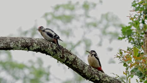 adorable dendrocopos major birds sitting on tree trunk in nature