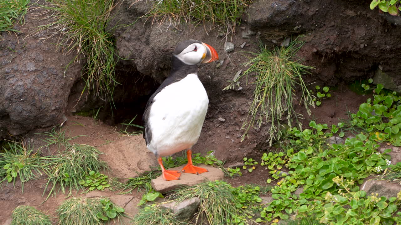 pájaro frailecillo limpiando su plumaje, tiro estable