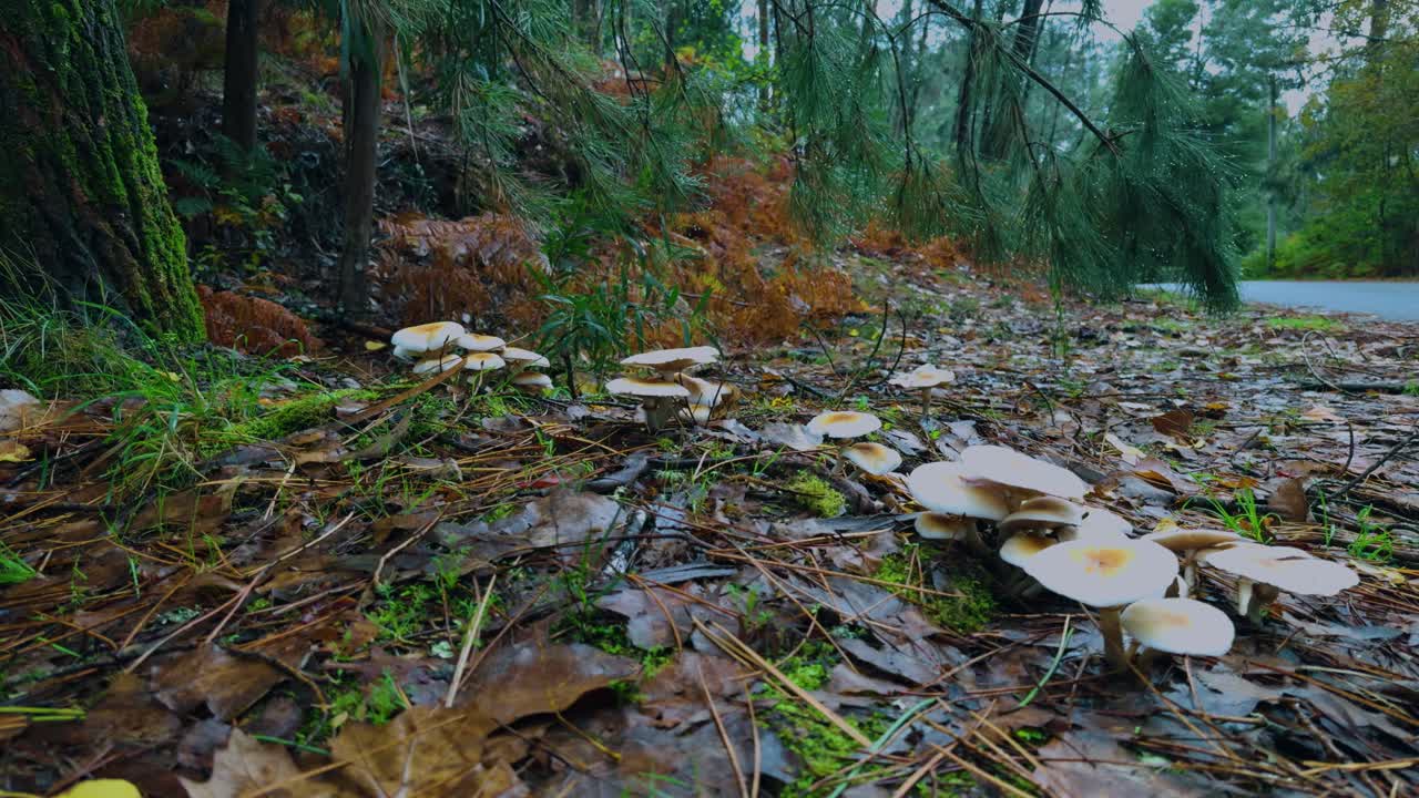 Sliding shot of the forest edge where a cluster of sulphur fungi is growing