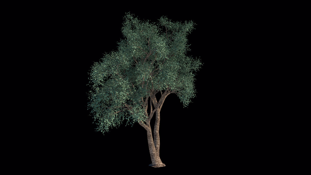 Albero Isolato con Foglie Verdi che Ondeggiano su Sfondo Nero