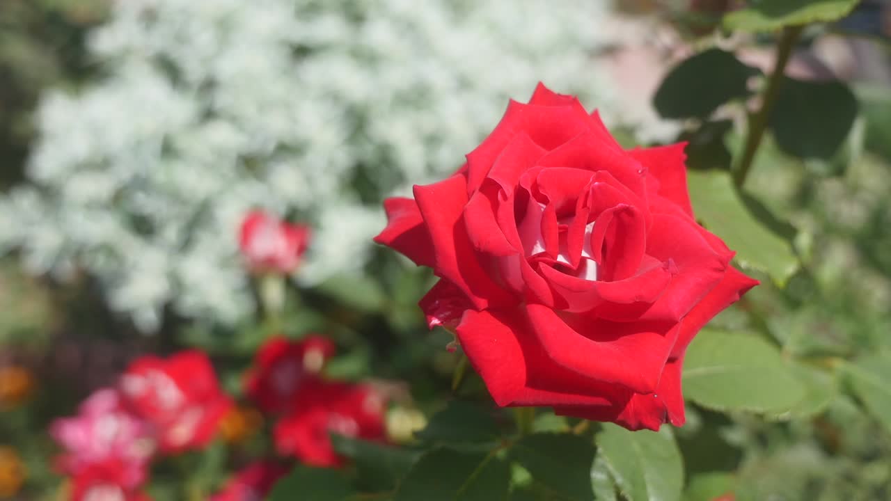 red roses in the garden. selective focus