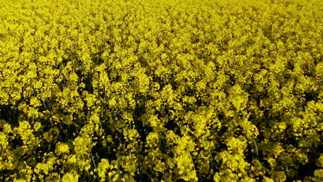 beautiful landscape of bright yellow flowers at the countryside