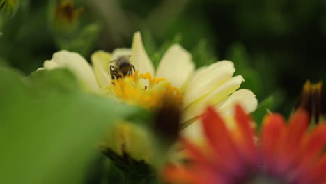 Abeja-De-Miel-En-Flor-Amarilla-Recogiendo-Polen