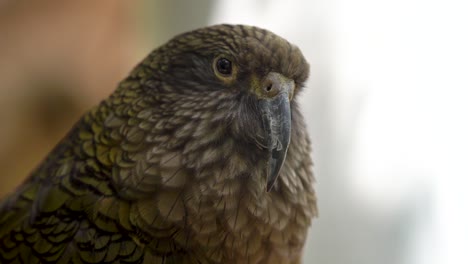 close up of a kea parrot in new zealand