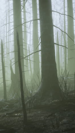 mysterious foggy forest after a fire brings life and resilience together