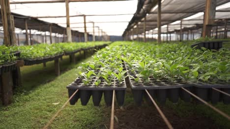 Travelling-shot-of-Seed-Trays-with-Yerba-Mate-inside-a-Greenhouse