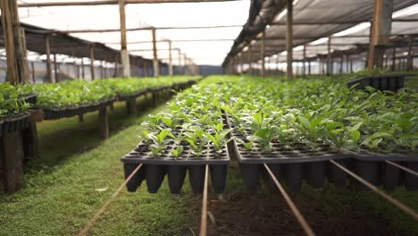 travelling shot of seed trays with yerba mate inside a greenhouse