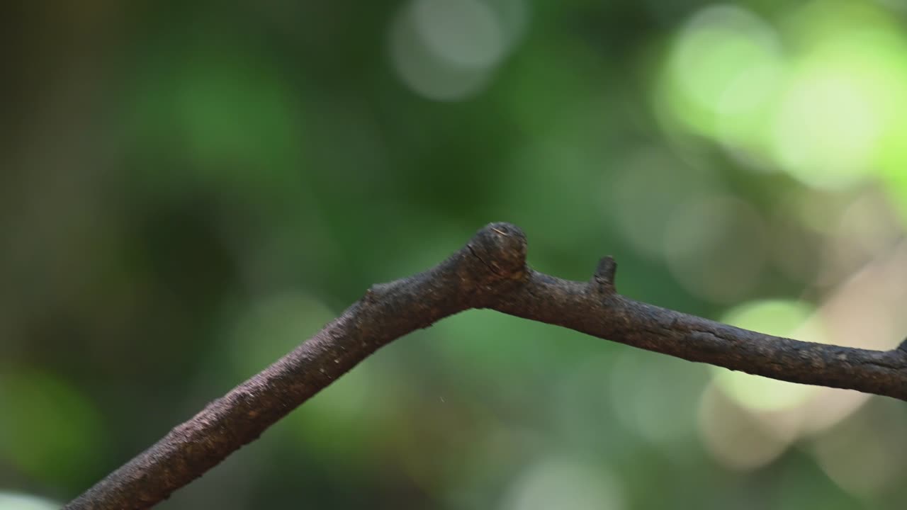 Silver-breasted Broadbill, Serilophus lunatus, Kaeng Krachan National Park, Thailand, a female with an insect in its mouth looking around and delivers the food to it nestlings