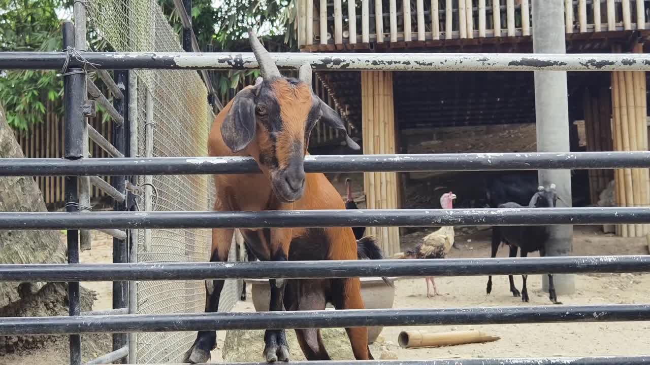 cabra detrás de una valla de metal en un zoológico