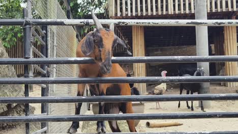 cabra detrás de una valla de metal en un zoológico