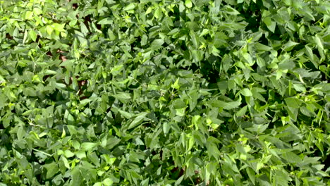 green soybean field aerial footage