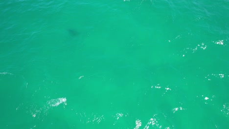 hidden shark in palm beach - southern gold coast, queensland, qld - australia - drone shot