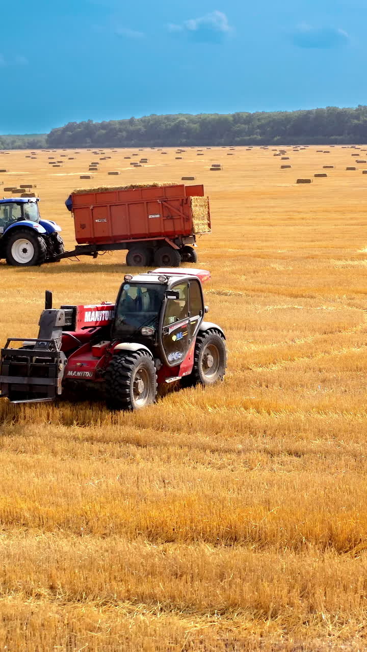 Harvesting wheat grain. Harvester machines working in wheat field