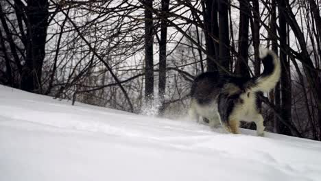 husky in winter forest