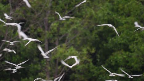 Los-Charranes-Son-Aves-Marinas-Que-Se-Pueden-Encontrar-En-Todo-El-Mundo-En-El-Mar,-Ríos-Y-Otros-Cuerpos-De-Agua-Más-Amplios