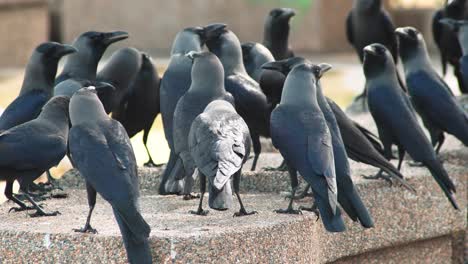 Crows-sitting-together