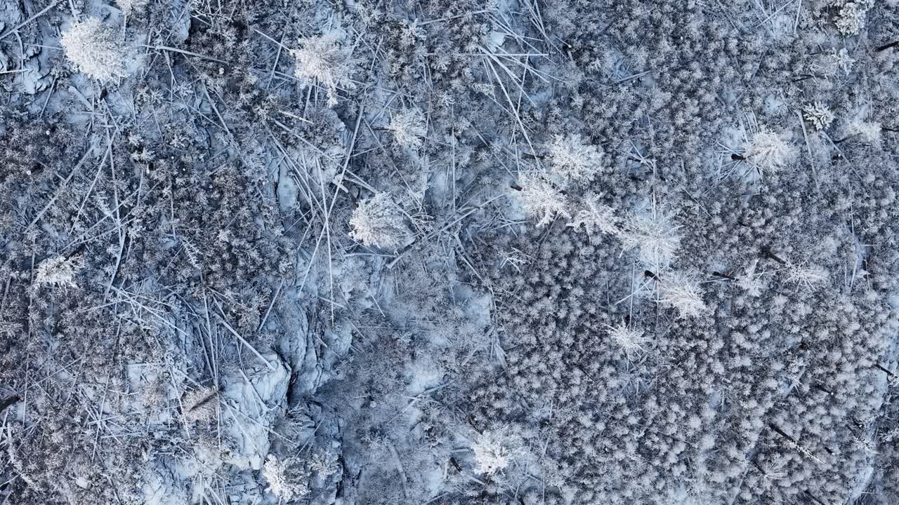 Vista aerea dall'alto di terreno coperto di neve con arbusti e piante brinate vicino alla diga di Kicking Horse, Montana.