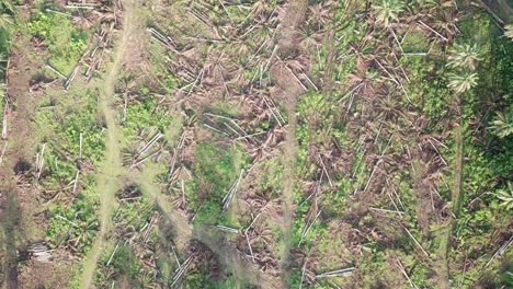 palmera muerta en la plantación por la mañana.