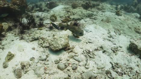 black blotched porcupinefish hunts on sandy bottom, moon wrasse cleaner