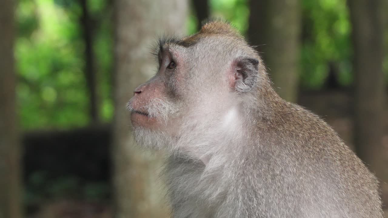 Close-up Portrait of a Long-Tailed Macaque Monkey in a Forest