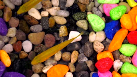 fishes in underwater in colorful aquarium