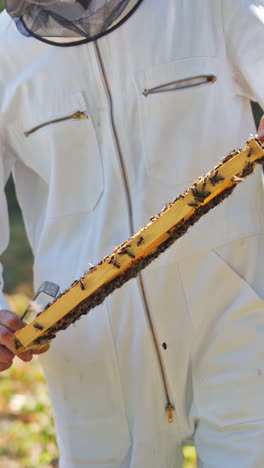 bees on a frame in apiarist's hands. beekeeper in white suit inspecting honeycomb among green nature. apiculture in summer. vertical video