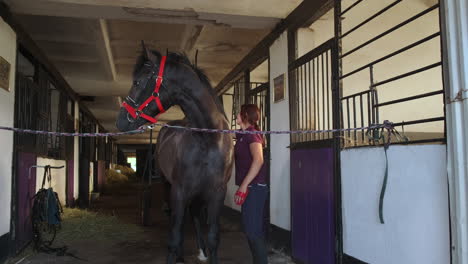 woman grooming a black horse in a stable