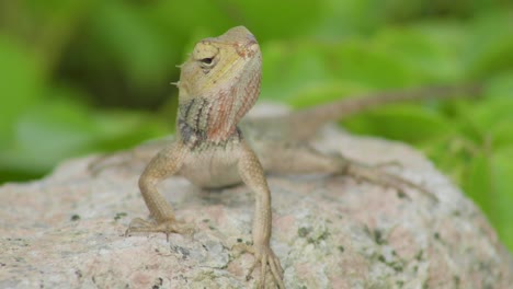 close up a changeable lizard rest and sit on rocky stone in malaysia