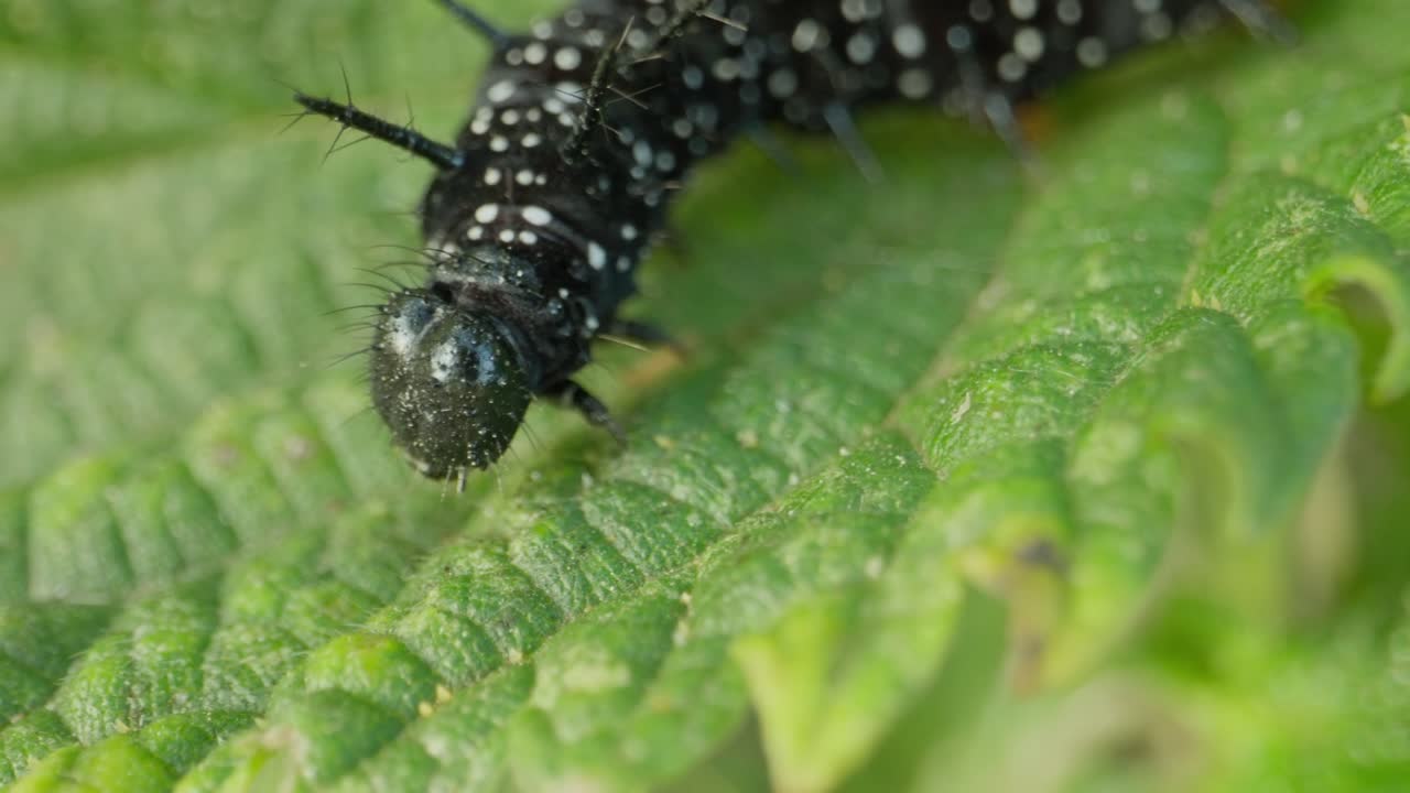 Close view of caterpillar mouth as it eats, curled tightly on bright leaf