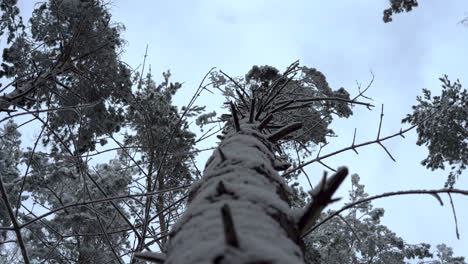 an upheld shot of snowy pine tree stem