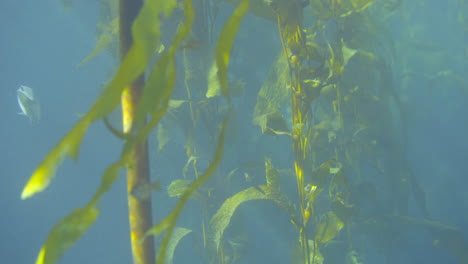 fish swim around giant kelp in swaying kelp forest
