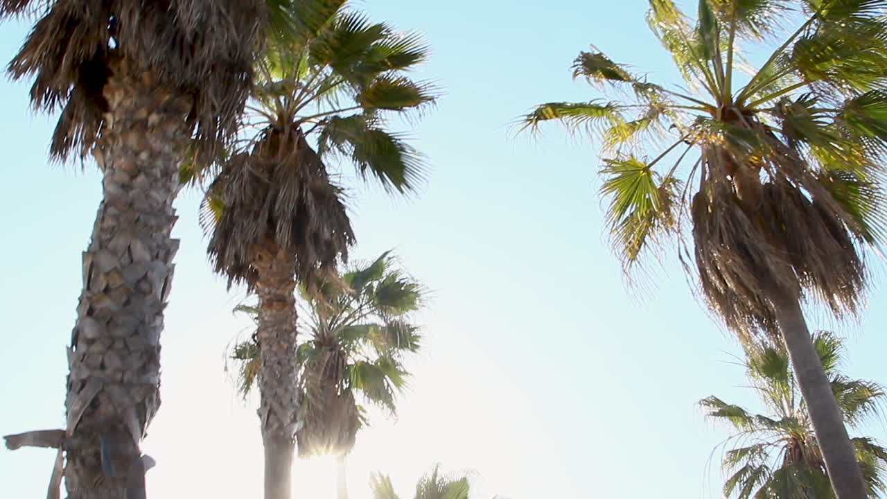 해변 야자수에 렌즈 플레어