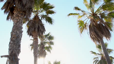 lens-flares-on-palm-trees-at-the-beach