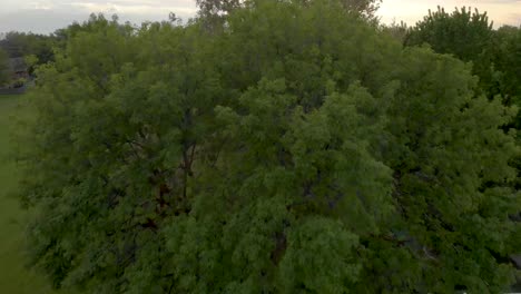 Vuele-Cerca-De-Los-árboles-Y-Luego-Hacia-Arriba-Y-Hacia-Arriba-Para-Revelar-El-Vecindario-Y-La-Puesta-De-Sol-En-El-área-Rural