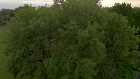 vuele cerca de los árboles y luego hacia arriba y hacia arriba para revelar el vecindario y la puesta de sol en el área rural
